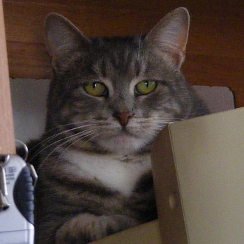 Jester on Trav’s Monitor